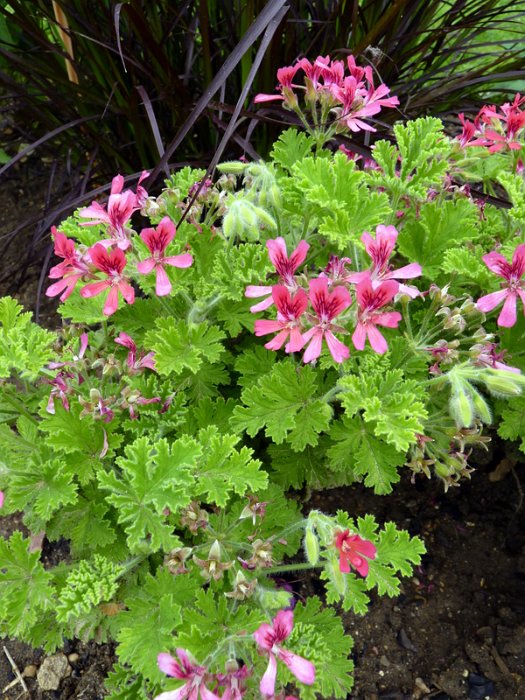 Pelargonium x 'Concolor Lace' fleur (2)